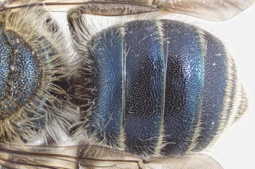Osmia caerulescens
